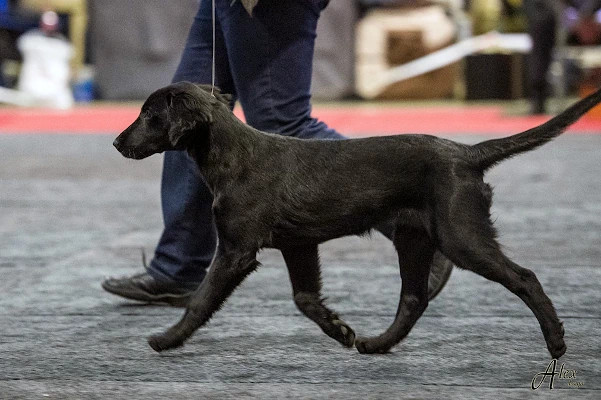 Majakkasaaren Zabrina G