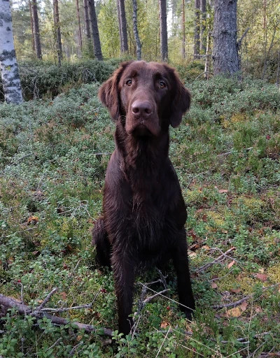 Majakkasaaren Qn Lämmin Loiste
